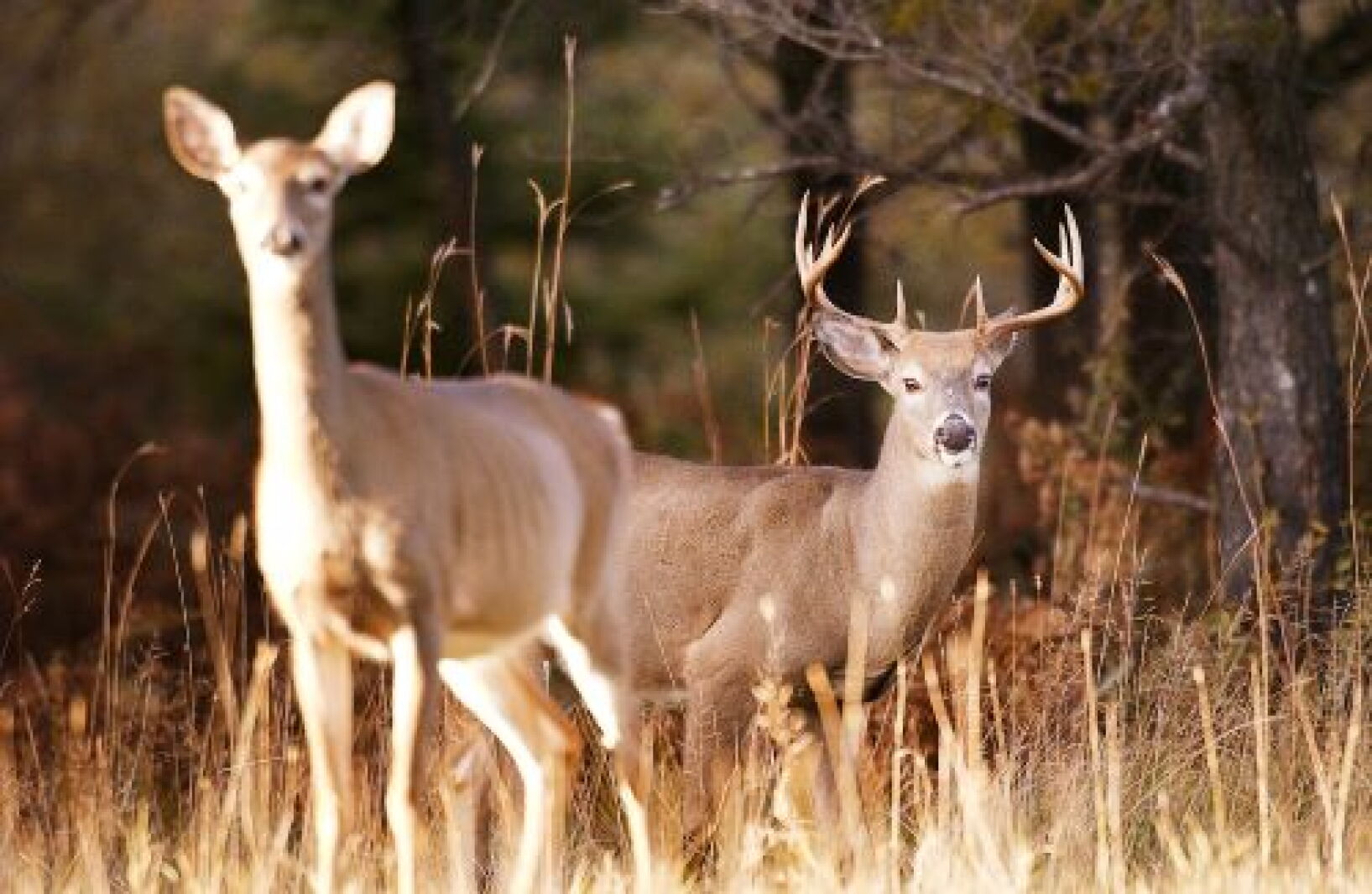 Apply for special youth deer hunts in Minnesota through Aug. 14