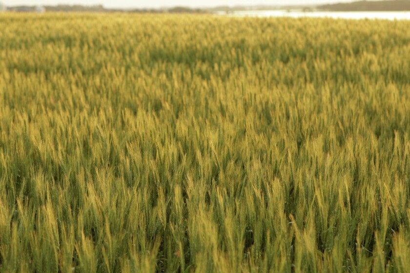 Wheat