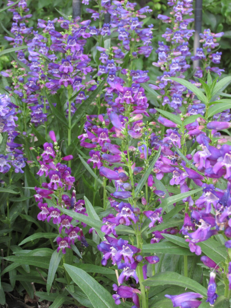 Penstemons are a unique plant for the garden