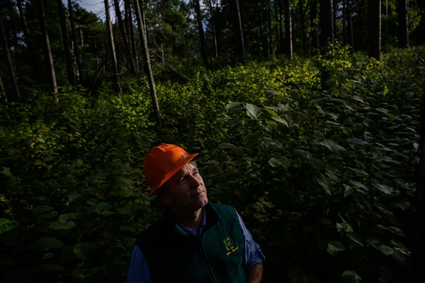 minnesota-13675a7e-8b17-11ea-ac8a-fe9b8088e101.jpg