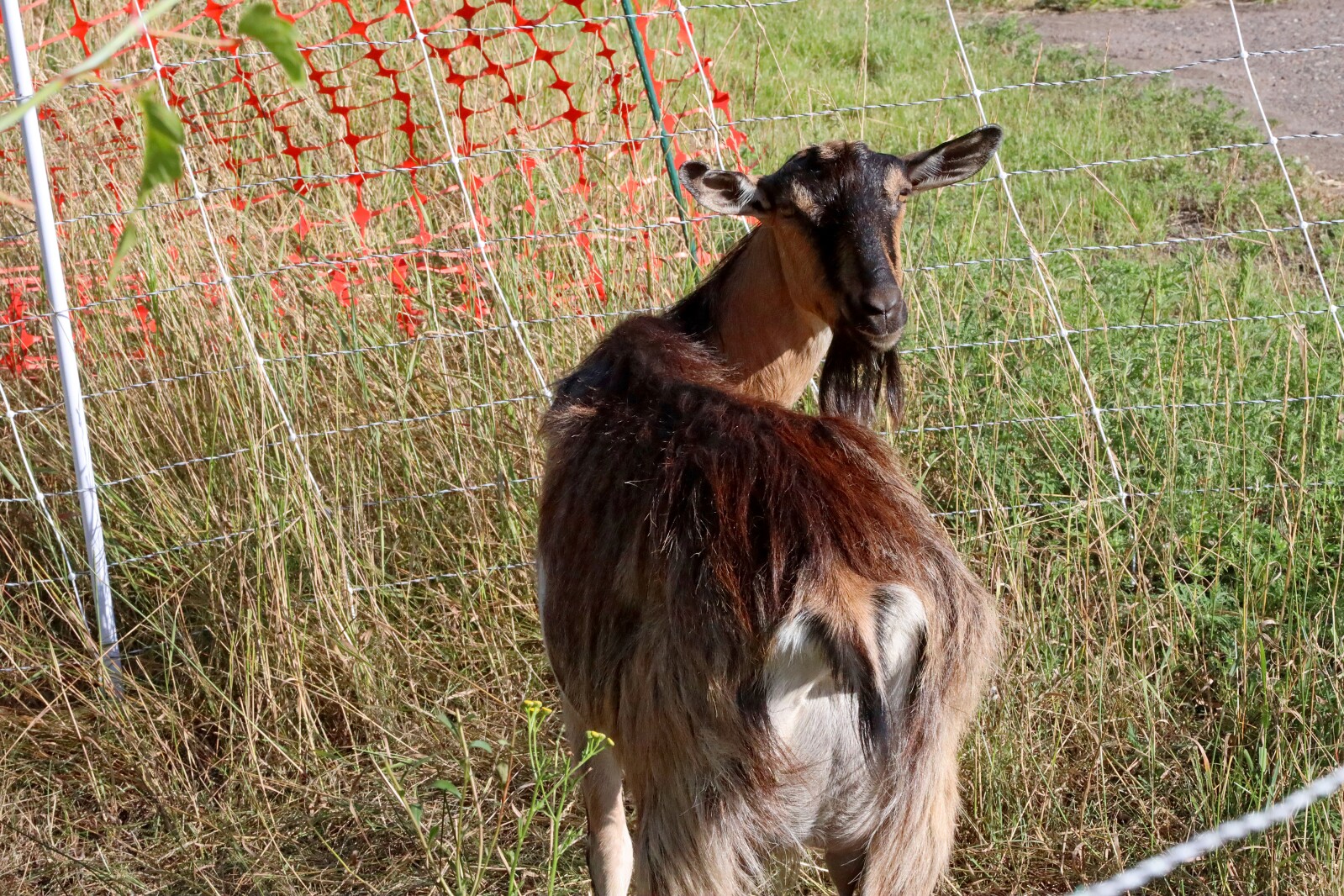 Goats at Bethlehem Evangelical Lutheran Church