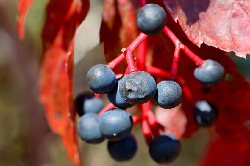 Fall Berry Color A different kind of fall color - Brainerd Dispatch | News, weather ...