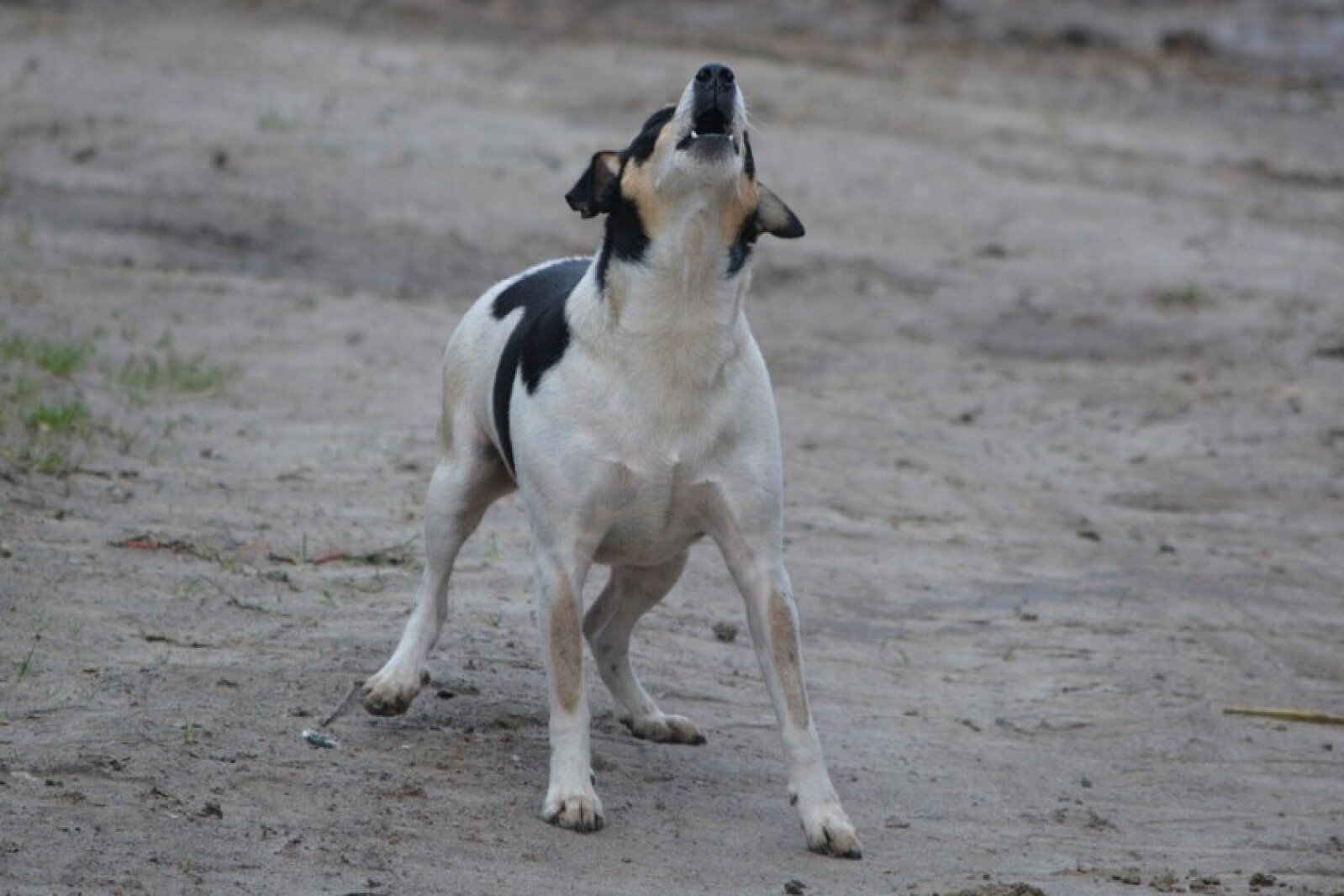Gridlocked North Dakota House discards bill to clamp down on nuisance dogs Gridlocked North Dakota House discards bill to clamp down on nuisance dogs
