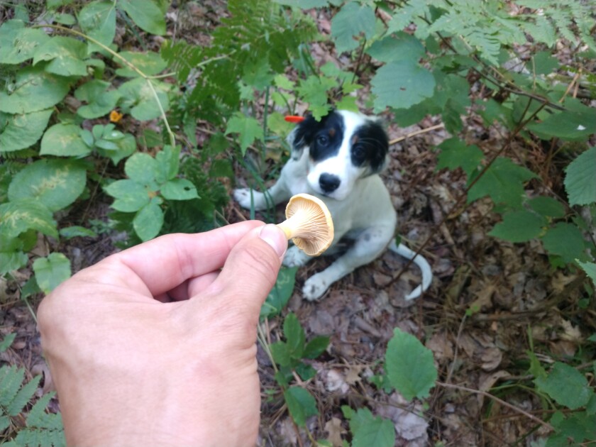 Puppy and chanterelles.jpg