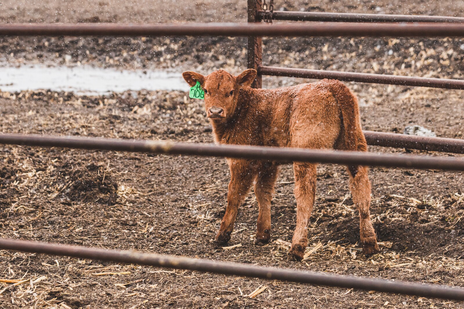 GronsethCattleFarm-16.jpg
