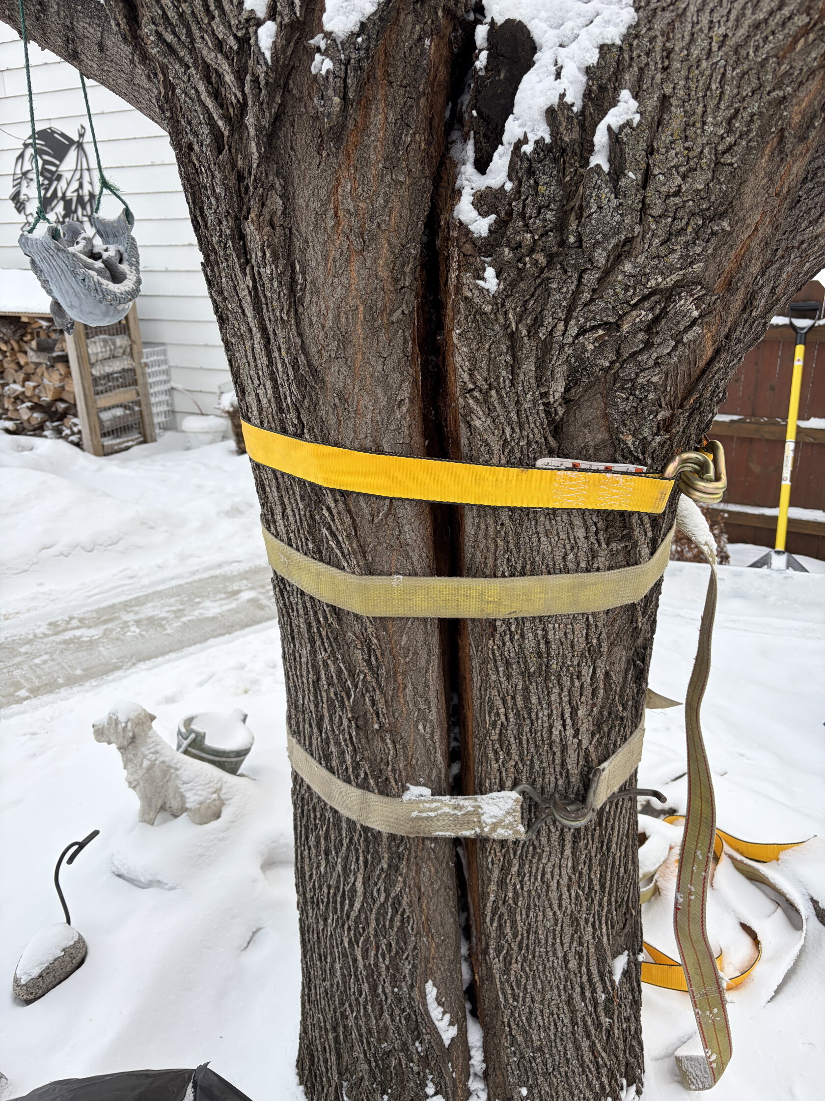 Readers share photos, comments about 'exploding' trees - InForum ...