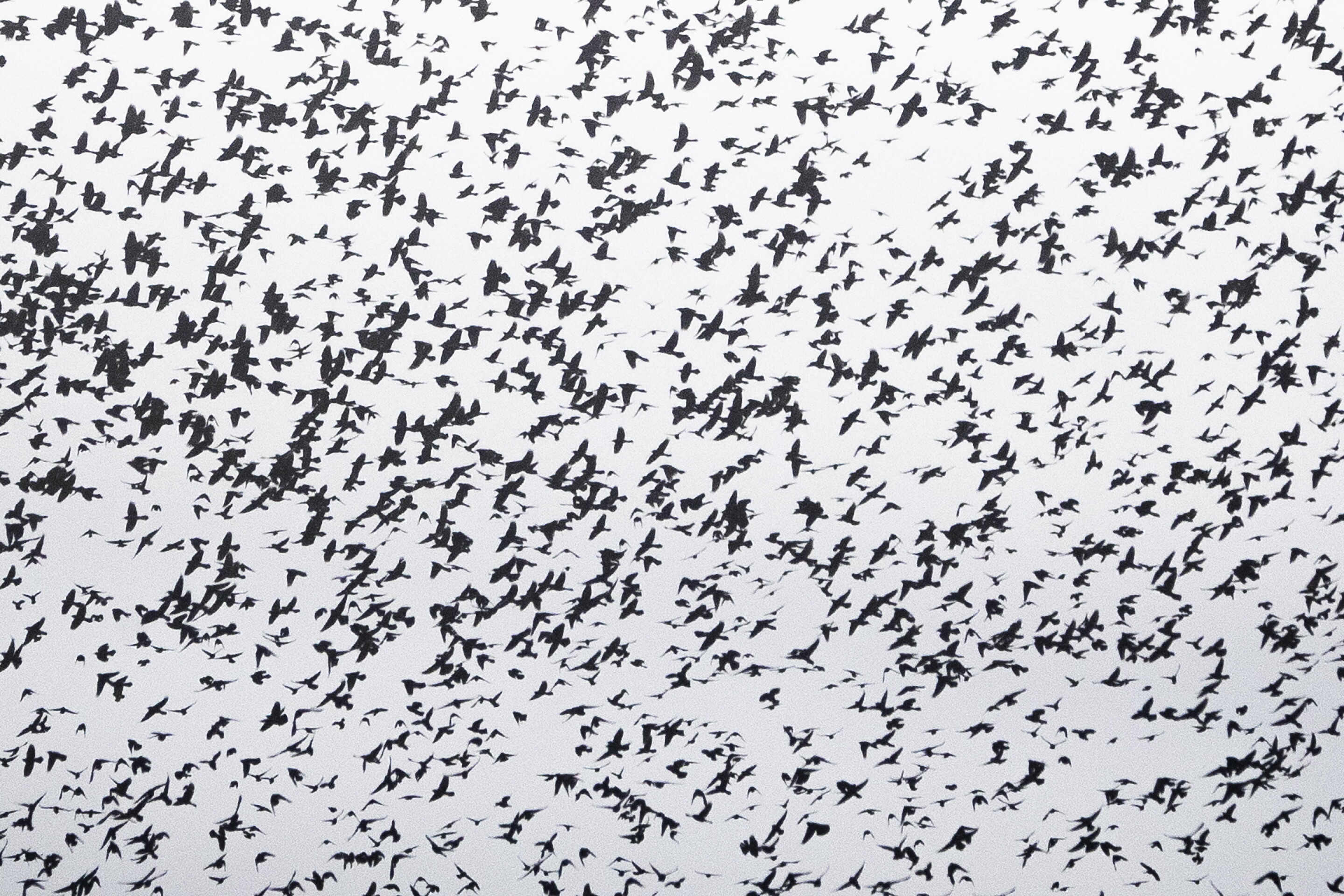 Murmuration Notelets Photos: Thousands of birds flock to warmer climates through ...