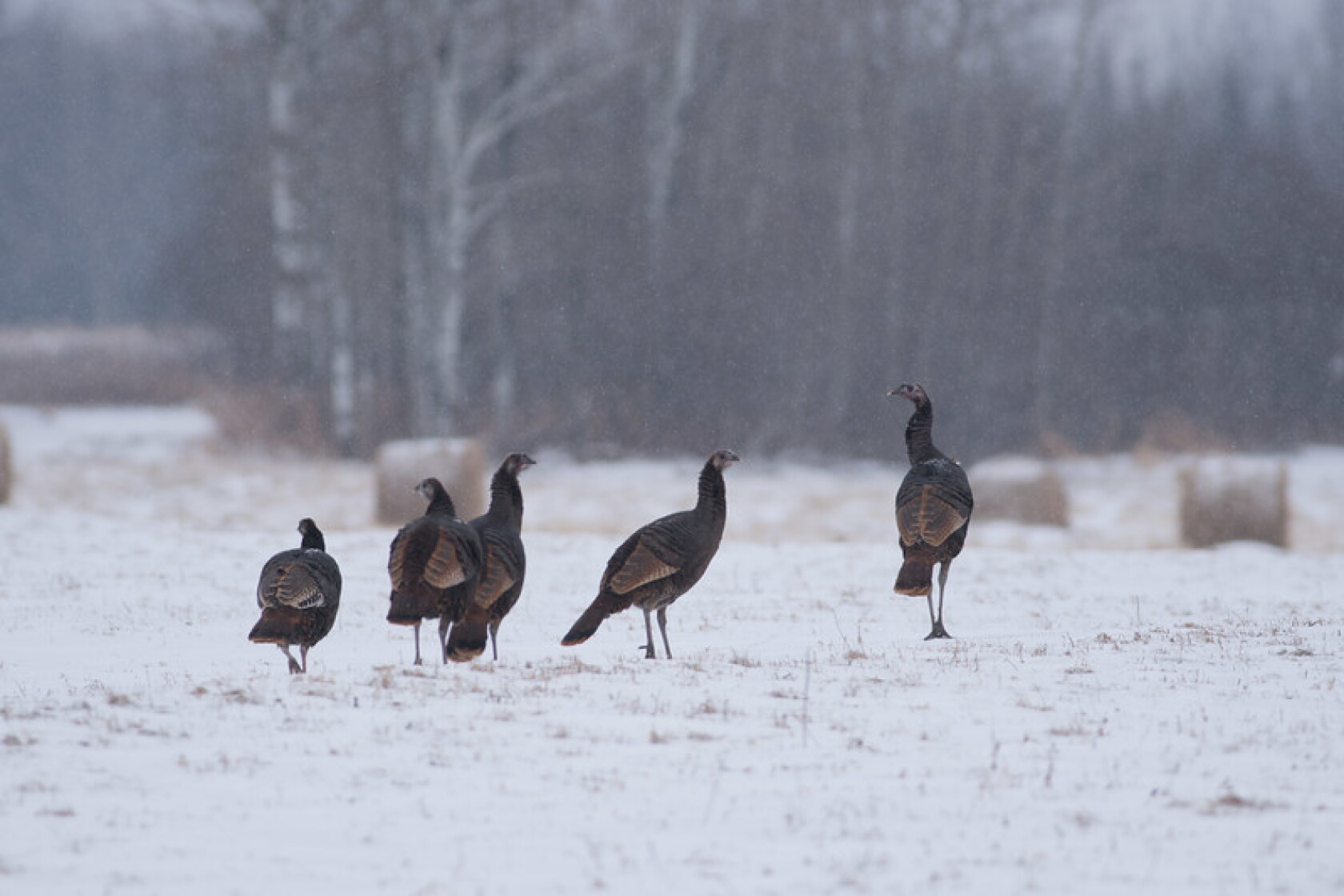 Turkeys In Minnesota Northland Nature: Turkeys take over yards, woods - Duluth News Tribune ...
