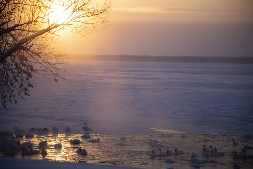 Green Lake Trumpeter Swans 122322 005.jpg
