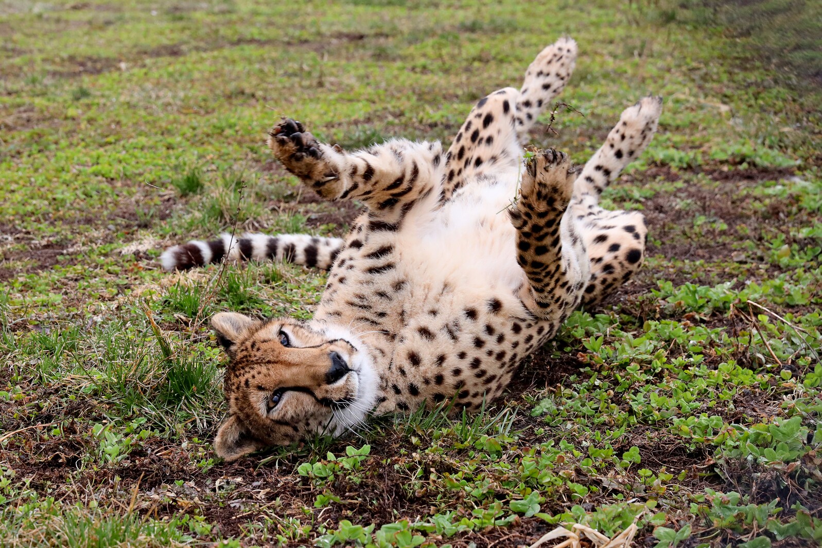 A cheetah rolls onto her back at Safari North.