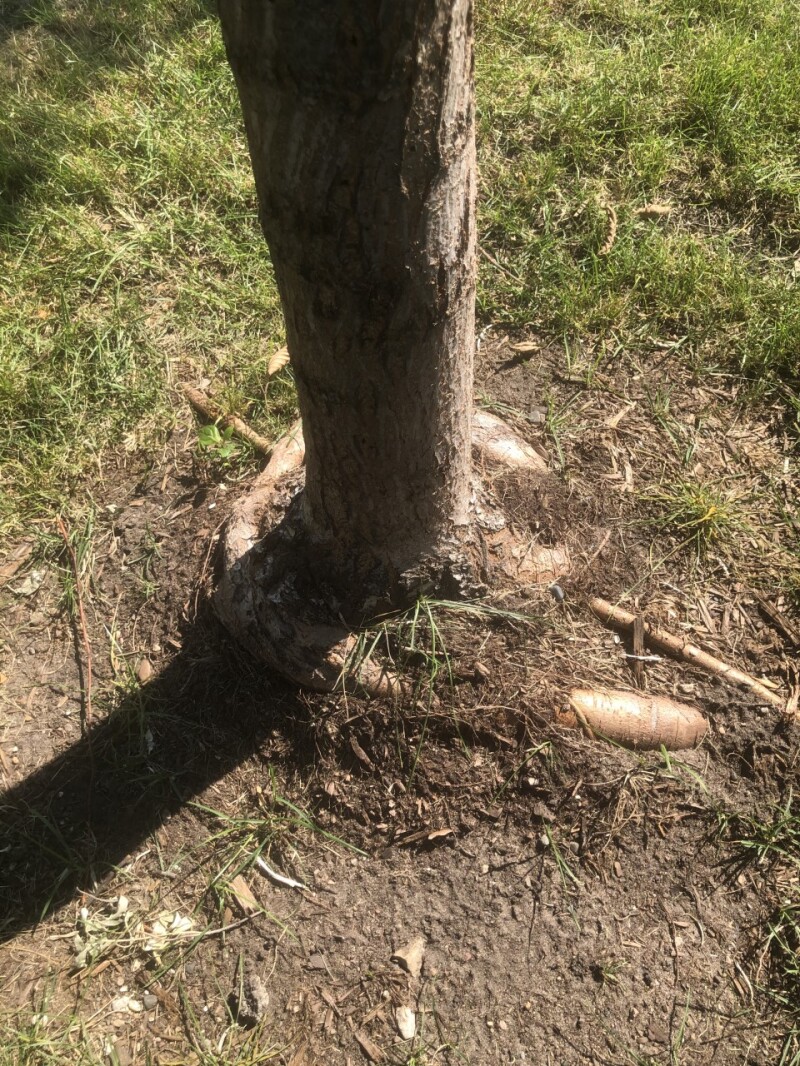 Dangerous circling tree roots, tomatoes ripening off vine, storing ...
