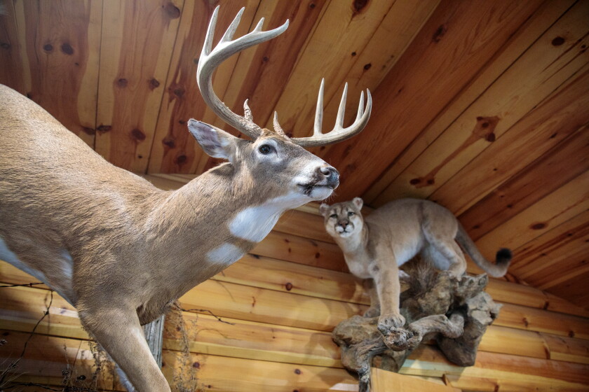 North Dakota's Black Leg Ranch boosts business with black Angus, bison ...