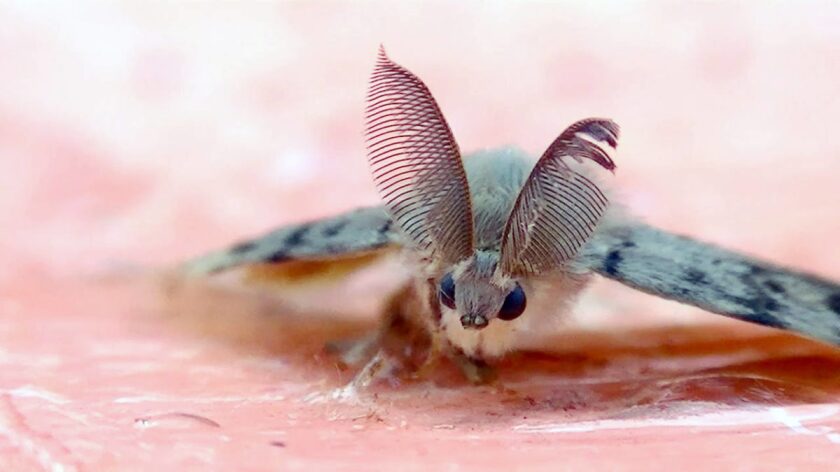 An Asian variety spongy moth