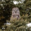 4cbc19-20250203-an-owl-looks-around-from-its-perch-webp1400.jpg