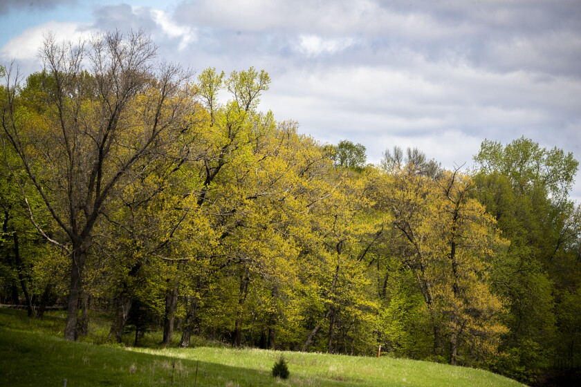 Trees pop with a splash of new color in a ray of sunlight between morning clouds outside Spicer along Minnesota Highway 23 on Saturday, May 21, 2022.
