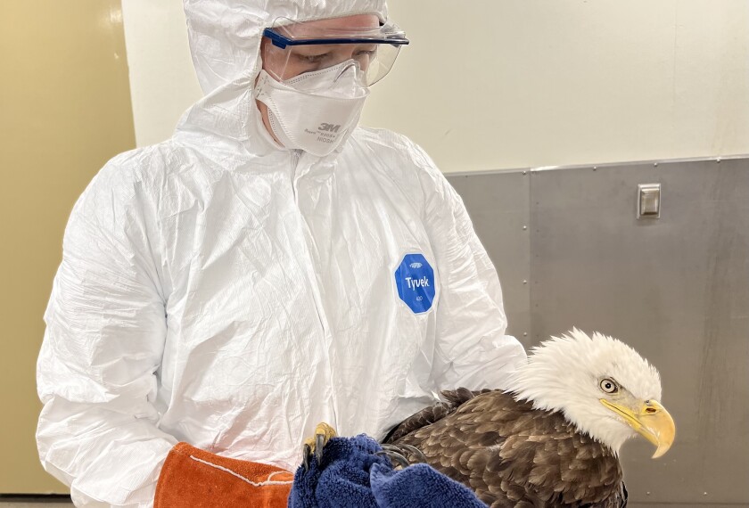 Raptor-Center-Bald-Eagle-Bird-Flu.jpeg