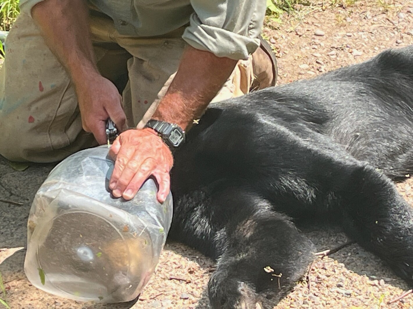 Northern Wisconsin bear freed from plastic jar