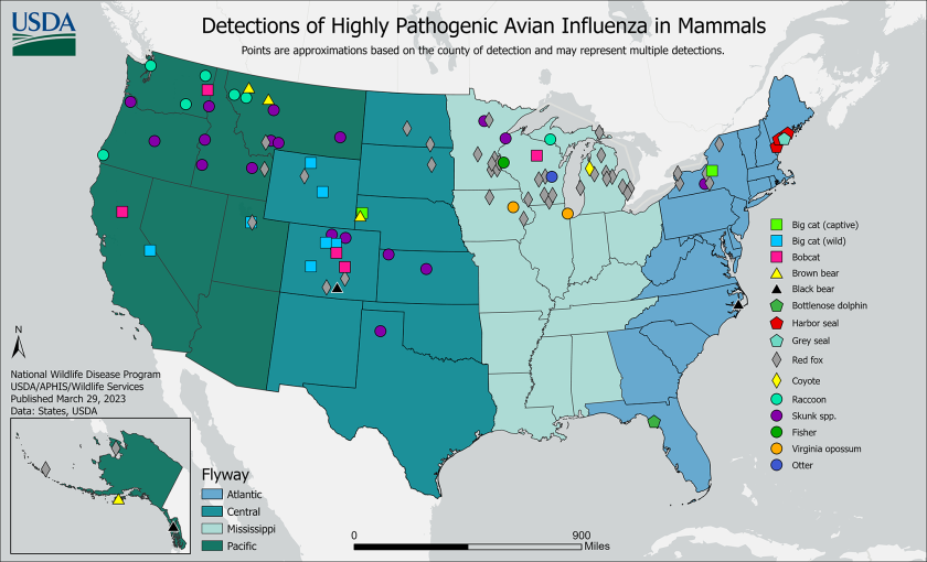 Bird flu in mammals