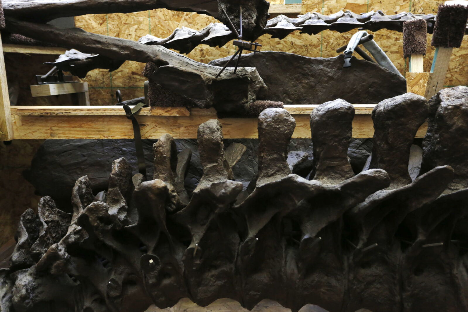 T Rex Building Post Photos: T. rex build at Quarry Hill Nature Center - Post Bulletin ...
