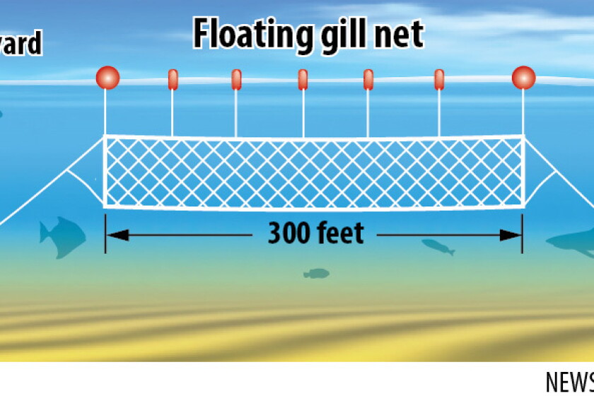 How Minnesota's commercial fishermen net herring - Duluth News Tribune | News, weather, and sports from Duluth, Minnesota How Minnesota's commercial fishermen net herring - Duluth News Tribune | News, weather, and sports from Duluth, Minnesota