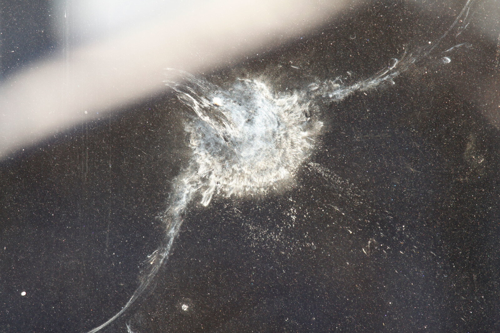 Window Collision Homeowners can prevent bird/window collisions - Duluth News Tribune ...