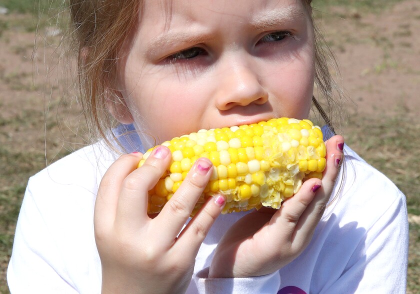 Ella Morse, 6, of Duluth, takes a big chomp out of her corn on the cob
