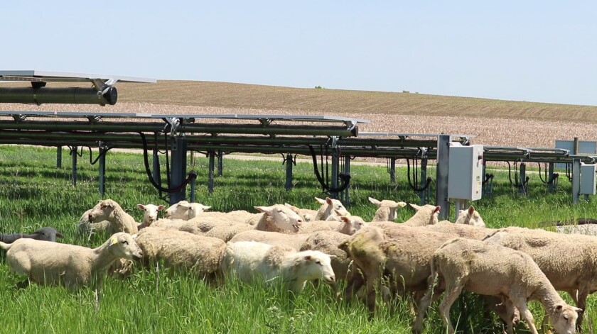 Sheep solar site.jpg