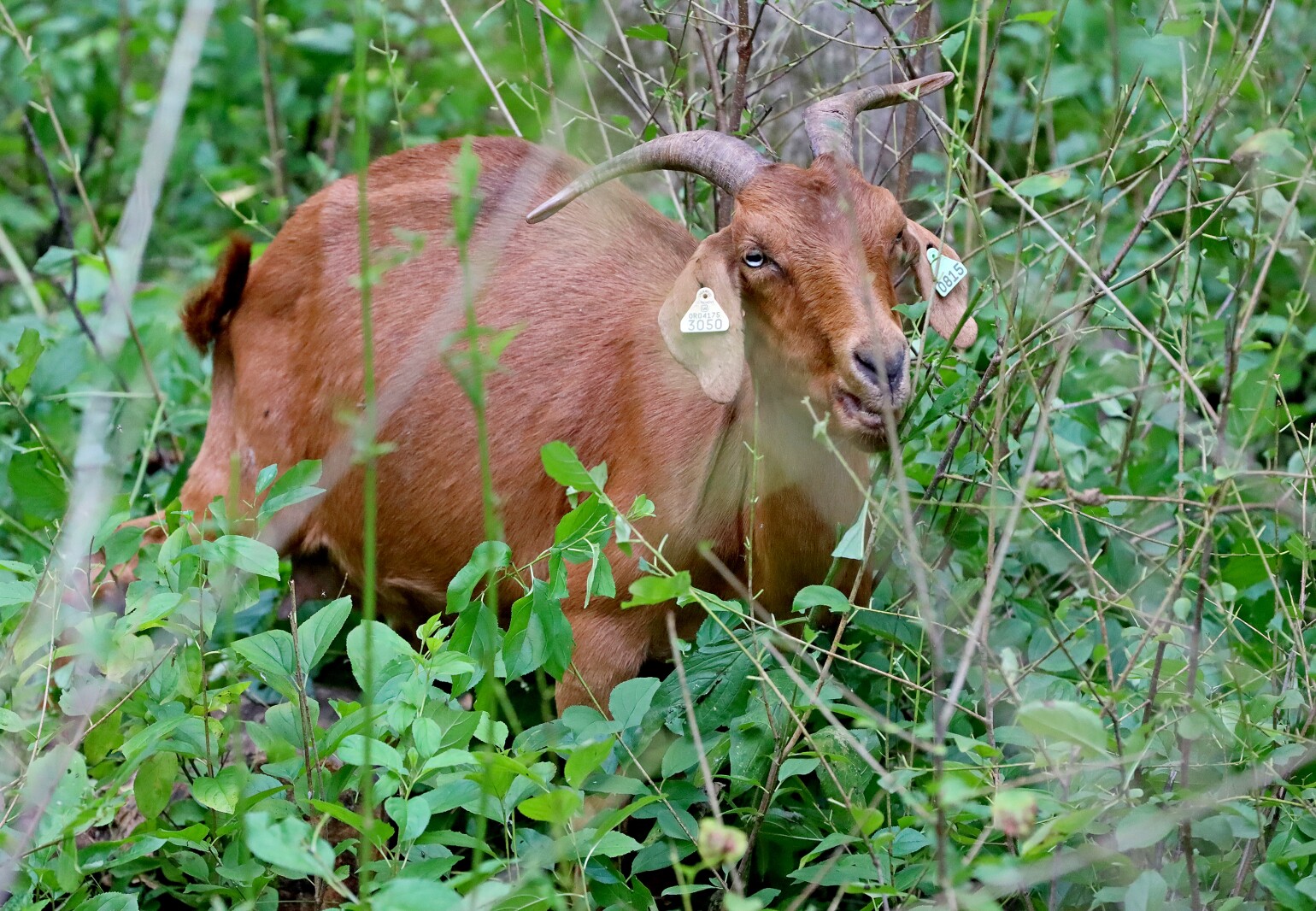 Goats munch on area foliage.