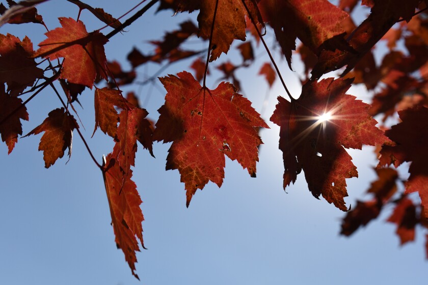 With the first day of fall 10 days away, maple leaves are beginning to turn a brilliant red Monday in the Pillsbury State Forest north of Pillager. Steve Kohls/Brainerd Dispatch