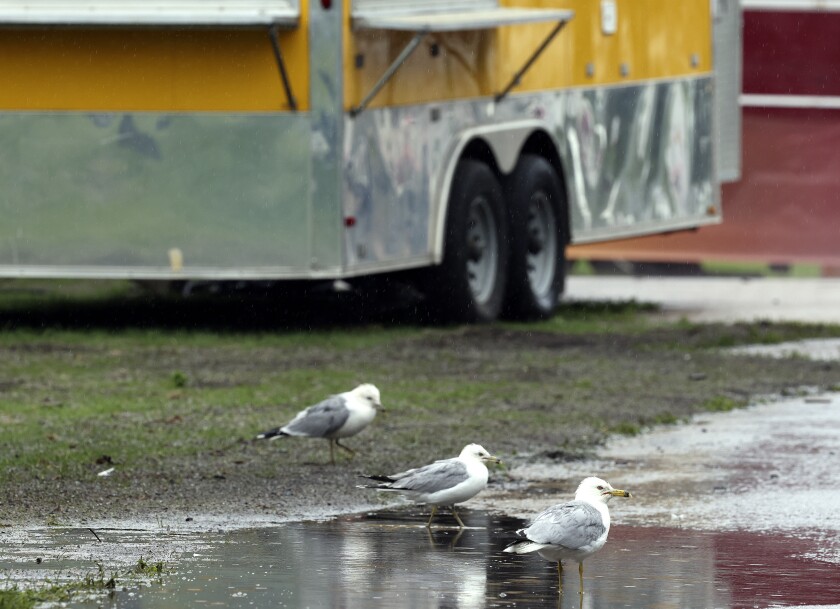 Gulls stand in the rain.