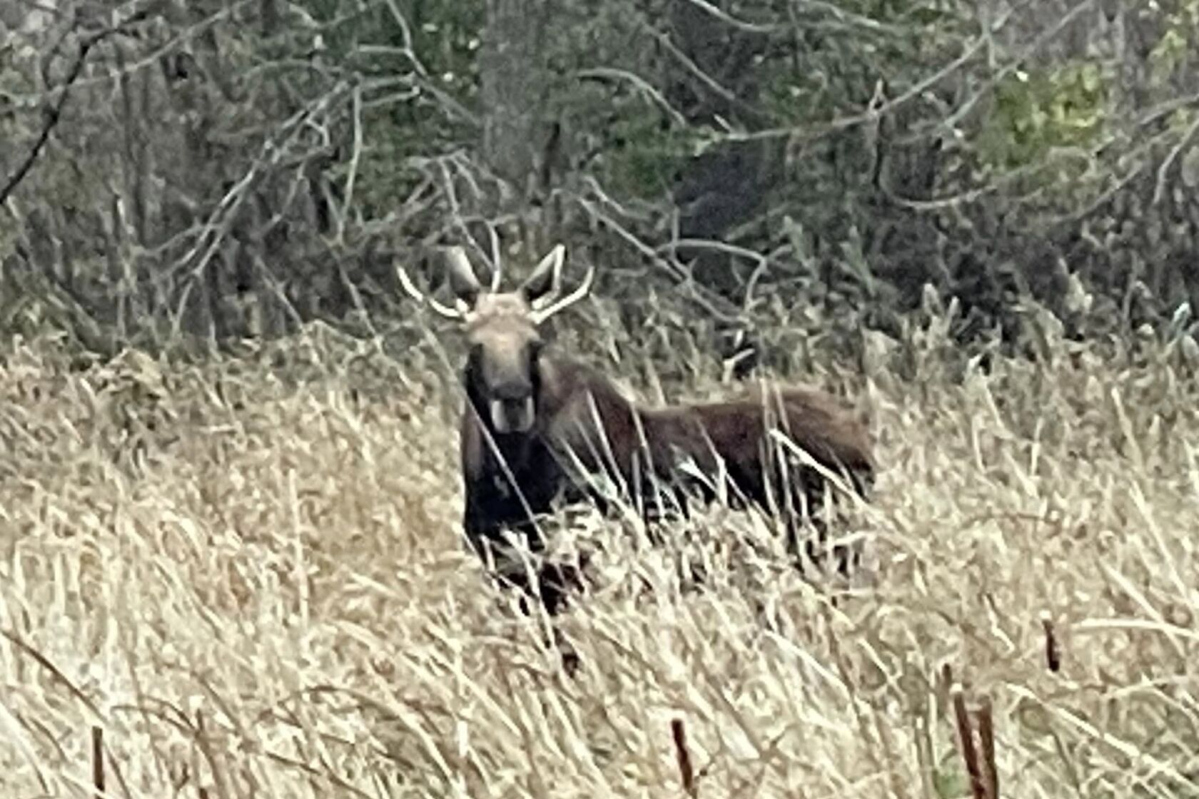 Photos: Updates on the trek of 'Rut the moose