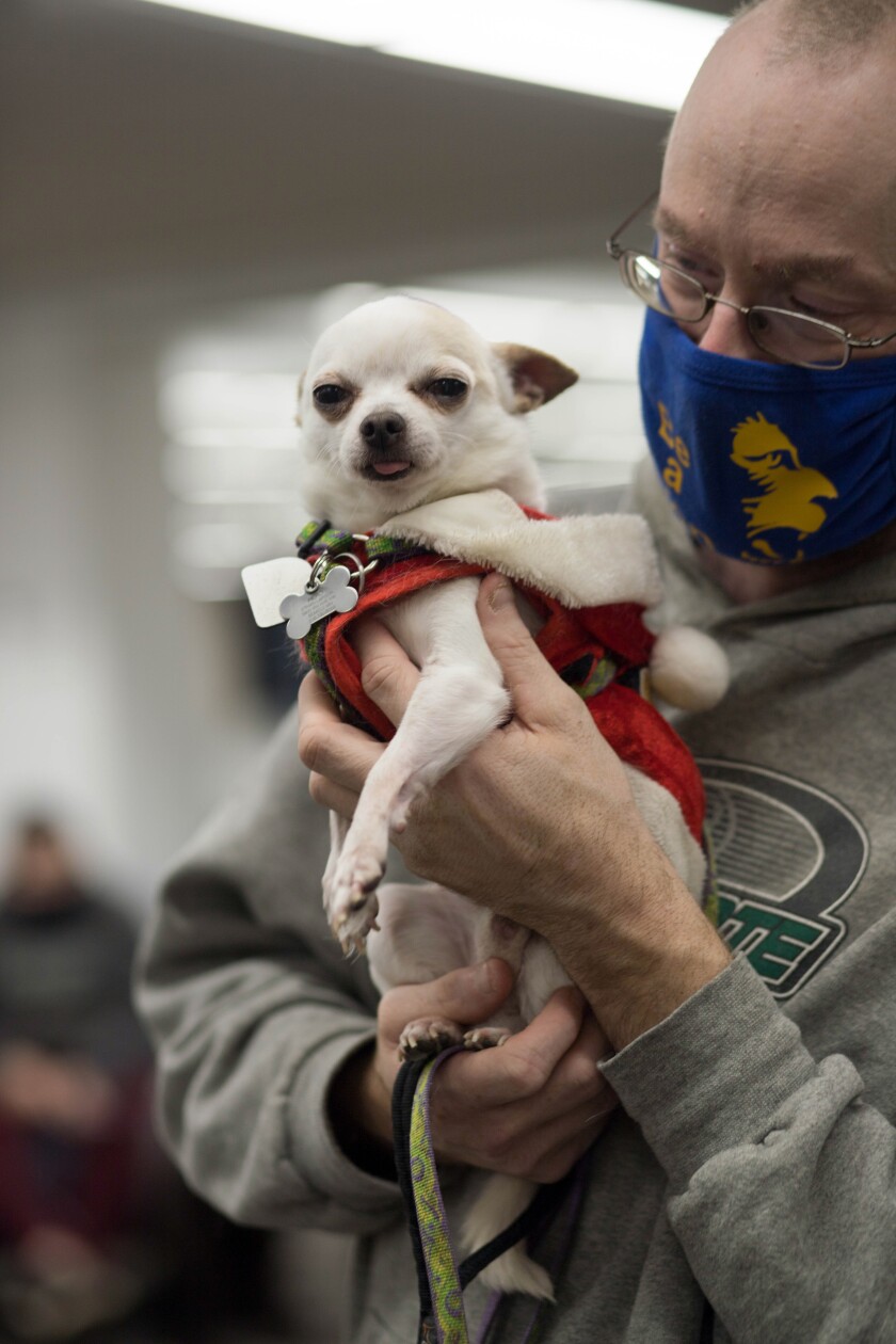 112120.N.BP.DOGS h.jpg