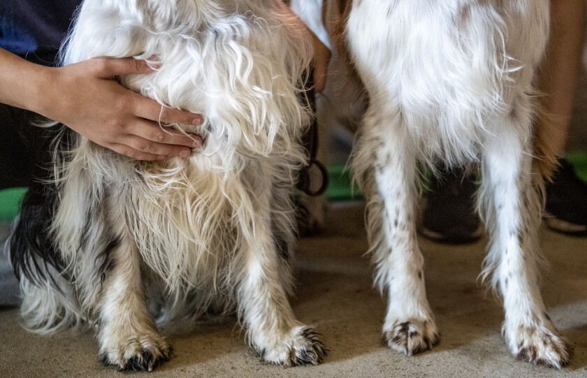 Maddy Carroll rubs the belly of "Max," an English Springer Spaniel before the the start of the 4-H dog agility judging at the Kandiyohi County Fairgrounds on Wednesday, August 10, 2022.
