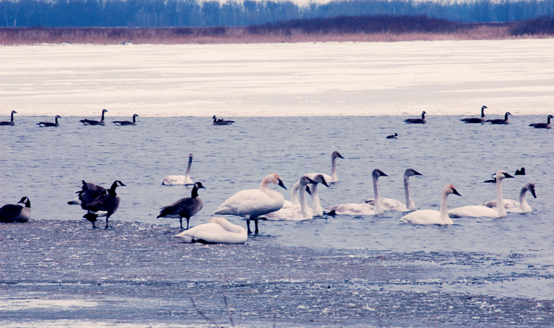 Swans Column Larry Weber column: Geese, swans in open water - Duluth News Tribune ...