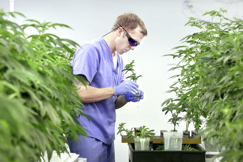 Jody Testaberg, propagation manager at LeafLine Labs in Cottage Grove, examines marijuana plants that will be used in the state's medical cannibis programs. Hundreds of plants are carefully cultivated in the room lit with sodium vapor lamps so bright that the workers routinely use sunglasses. Bob King / Forum News Service