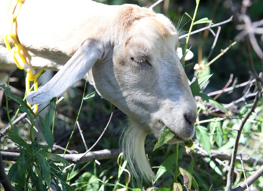 A goat grazes on foliage, including buckthorn, in its enclosure in Brule River State Forest