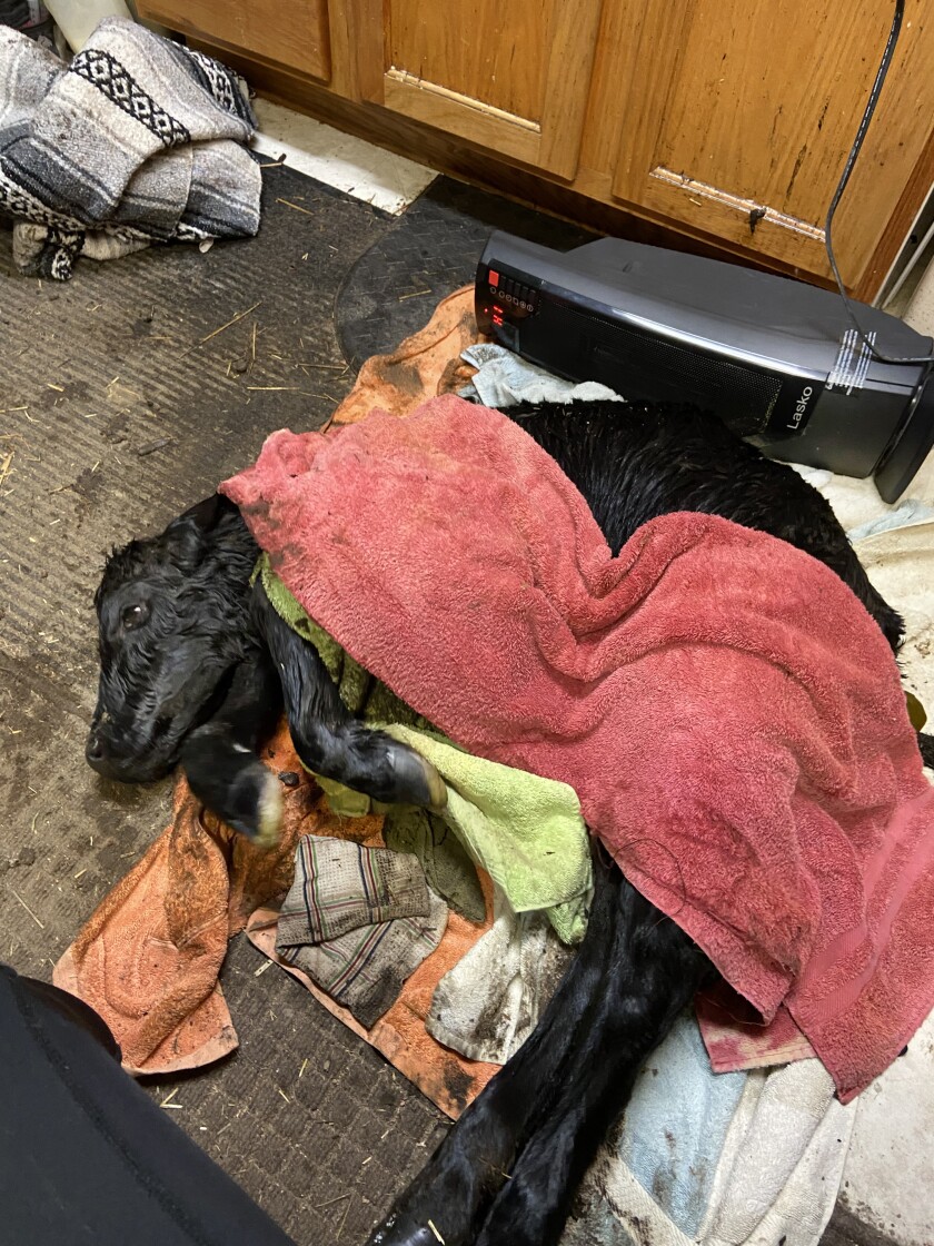 A calf survives after being warmed in a deep sink in the "mud room" at Maier Ranch farmhouse, and then dried with bath towels.