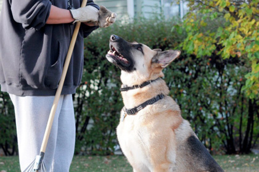 344759+1019-raking-3.jpg