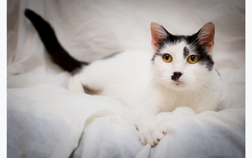 PETS_Bootsie052420.jpg