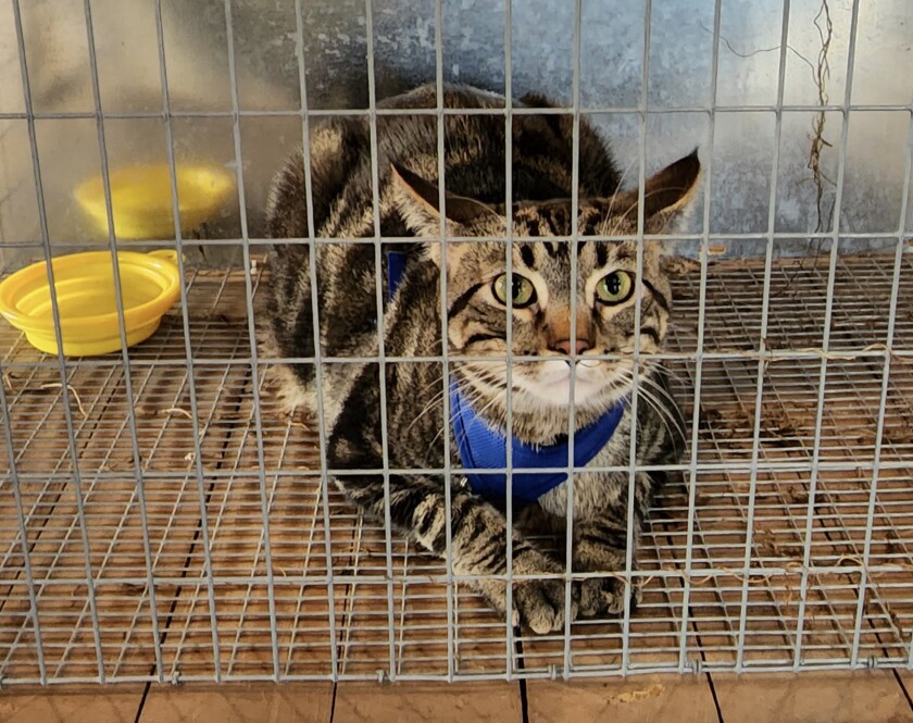 Logan, brought to the Household Cat & Kitten Show by Diana and Rich Meaden of Slayton, showed no signs that he suffered from a touch of carsickness on the way to the show and eventually earned a second-place ribbon for Best Shorthair. Prior to the competition on Wednesday, Aug. 10, 2022, he could be seen lounging on a leash with his humans, taking the heat and the crowds of the Cottonwood County Fair in stride.