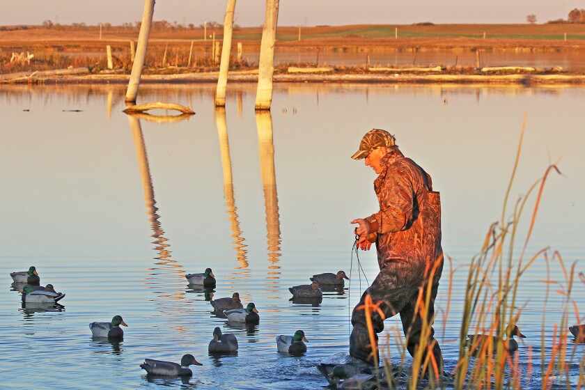 North Dakota waterfowl preview Plenty of cause for optimism despite