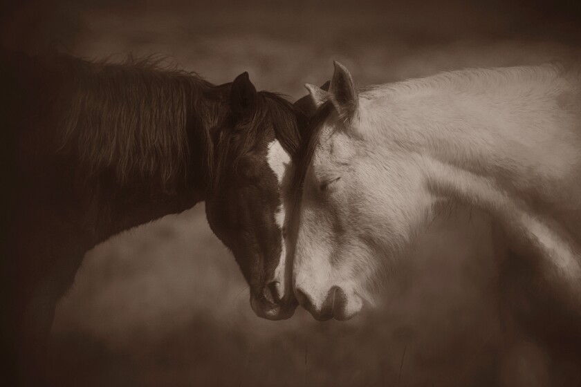 A photograph of the wild horses roaming on Theodore Roosevelt National Park in western North Dakota. Photos courtesy of Deb Lee Carson.