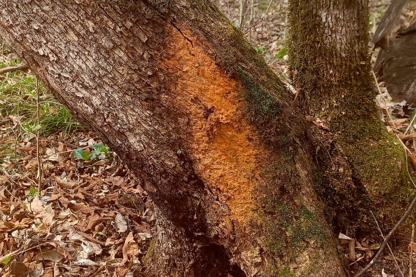 Tree Sap Rash Limb damage from heavy snow may leave trees vulnerable to pests ...