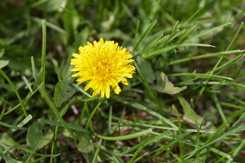 NO-mow může výsledky většinou v pampelionech, které postrádají důležité aminokyseliny, které včely potřebují. Zblízka žlutého pampelišky v zelené trávě.