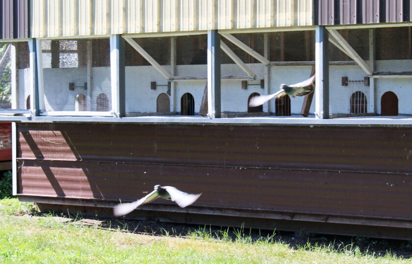 Pigeon 8741.jpg