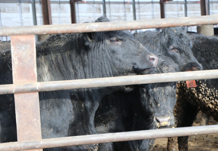 0030121.AG.LivestockCompostingManure09.jpg