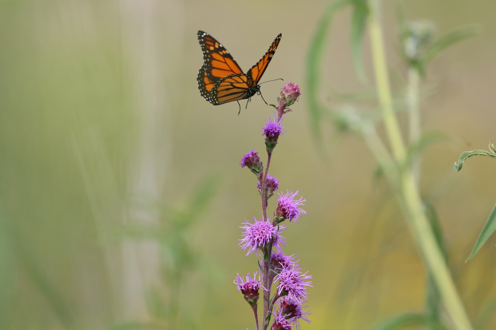 Moorhead City Council further delays aerial mosquito spray after resident backlash - InForum