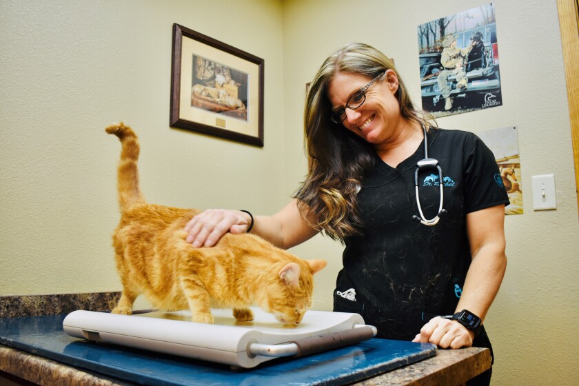 Appleton Veterinary Clinic, Rachel Bakeberg, cat.jpg