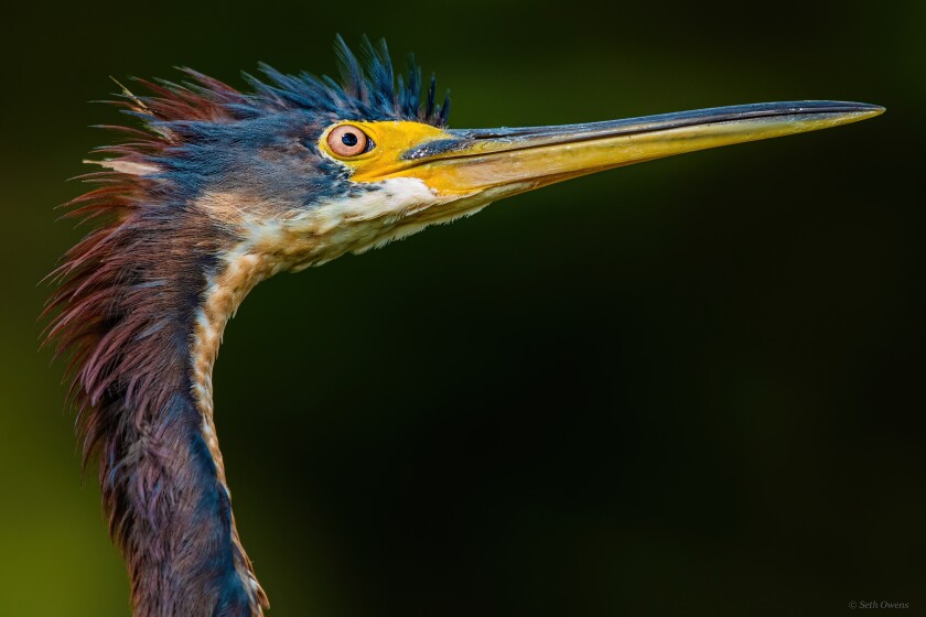 Owens_TricoloredHeron_March (1).jpg