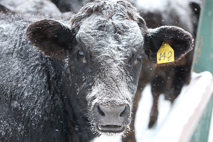 A cow gets covered in snow on a frigid Wednesday morning, Dec. 7, 2022 at Litchke Farms